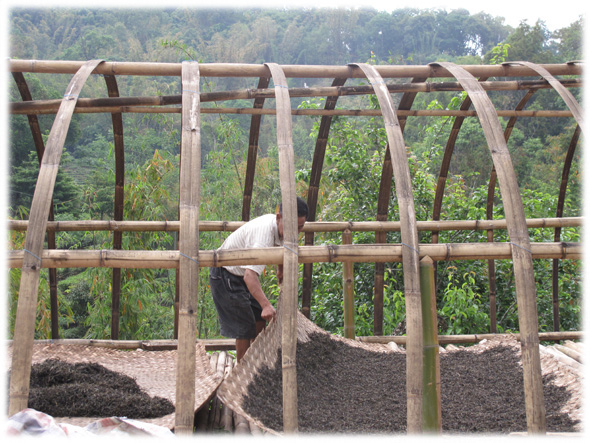 organic puer tea leaves.